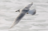 probable Glaucous-winged Gull, 3rd cycle (2 of 2)