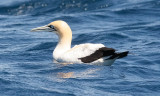 Cape Gannet