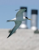 Swift Tern, basic adult