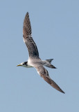 Swift Tern, basic adult