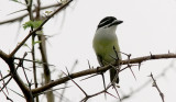 Yellow-rumped Tinkerbird