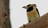 Crested Barbet