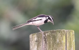 African Pied Wagtail