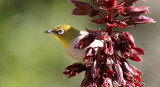 Cape White-eye