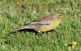 Drakensberg Siskin