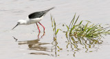 Black-winged Stilt