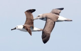 Atlantic Yellow-nosed, (left) with Salvins (Shy) Albatross
