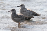 California Gull (front) with Thayers Gull, both 1st cycle