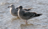 Thayers Gull (rear) with Herring Gull, both 1st cycle