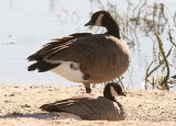 front to rear: Cackling Goose ( B.h. minima) & Dusky Canada Goose (B.c. occidentalis)