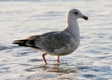 Western Gull, 2nd cycle