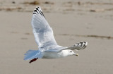 Thayers Iceland Gull, basic adult