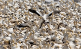 Cape Gannet colony