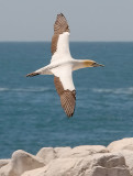 Cape Gannet