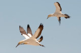 Cape Gannet