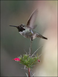 Anna's Hummingbird