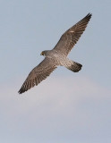 Peregrine Falcon, adult