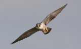 Peregrine Falcon, adult