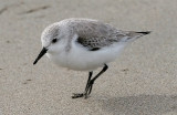 Sanderling, basic