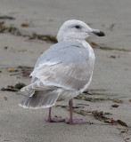 Glaucous-winged Gull, 2nd cycle