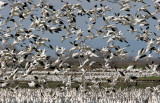 Ross's Geese