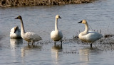 Tundra Swans, adults (right) and imm.