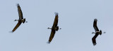 Sandhill Cranes