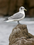 Black-legged Kittiwake, adult