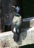 Pelagic Cormorant, alternate