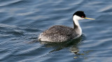 Western Grebe