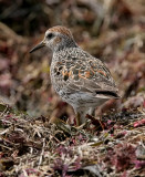 Rock Sandpiper, prealternate (#2 of 3)
