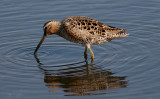 presumed Short-billed Dowitcher, prealternate molt