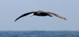 Short-tailed Albatross, immature 