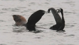 Northern Fur Seal