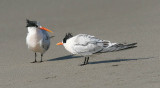 Elegant Terns, 1st cycle