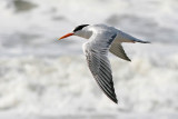 Elegant Tern, 1st cycle