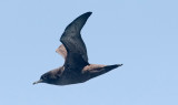 Sooty Shearwater (#2 of 3)