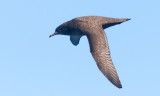 Sooty Shearwater (#3 of 3)