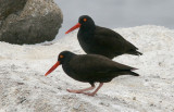 Black Oystercatchers