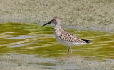 Stilt Sandpiper, juv.