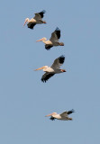 American White Pelicans