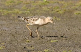 Buff-breasted Sandpiper, juv. (#1 of 4)