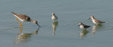 Greater Yellowlegs with juv. Western Sandpipers