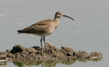 Whimbrel