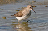 White-rumped Sandpiper, prebasic (#3 of 5)