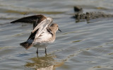 White-rumped Sandpiper, prebasic (#5 of 5)