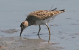 Pectoral Sandpiper, juv.