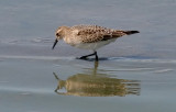 Baird's Sandpiper, juv.