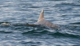 Cuvier's Beaked Whale