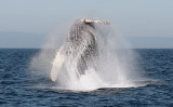 Humpback Whale